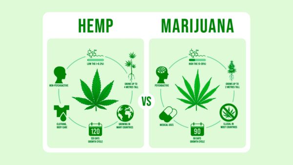 Infographic comparing hemp and marijuana by THC content, psychoactivity, uses, growth cycle, legal status, and countries of cultivation, with illustrated icons and plant images.