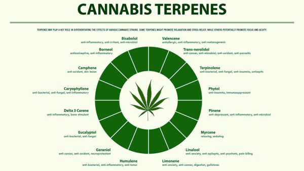 A chart showing different cannabis terpenes, their names, and associated effects, arranged in a circular layout around a cannabis leaf illustration.